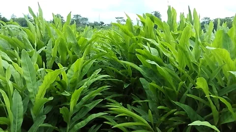 Old ginger trees on ginger field. ready to harvest. 스톡 동영상 122561633