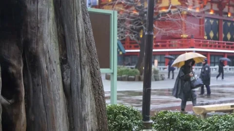 Old Ginko Tree At Senso-Ji Temple In Tokyo, Japan Stock Footage 159153653