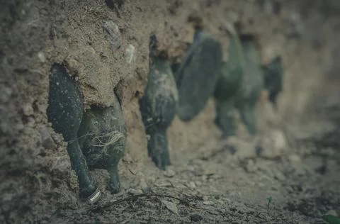 Old glass bottles in a cement wall. An ancient find. Background of the old wall Stock Photos