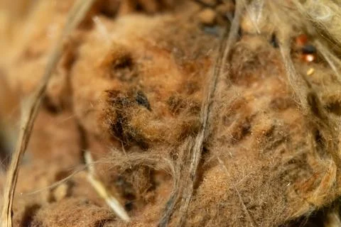 Old glass wool close-up. Selective focus Stock Photos