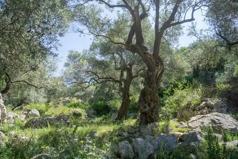 Old gnarled olive trees growing among rocky terrain in Mediterranean landscap 스톡 사진