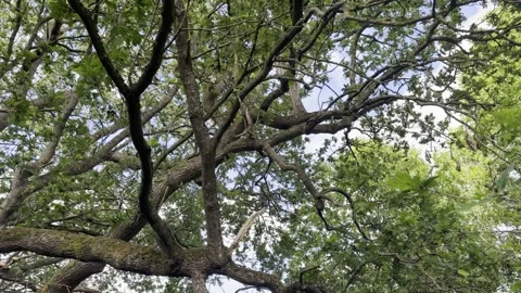 Old gnarled tree branches stretching out detail Vídeos de archivo 335541742