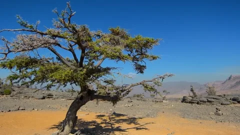 Old Gnarled Tree in a Desert Landscape in Jebel shams, Oman Video stock 318622337