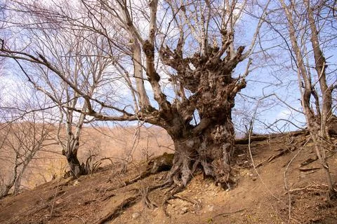 Old gnarled tree in the forest. Stock Photos