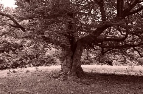 Old gnarled tree, lightning struck the trunk once Foto stock