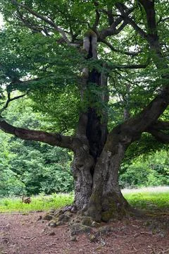 Old gnarled tree, lightning struck the trunk once Stock Photos
