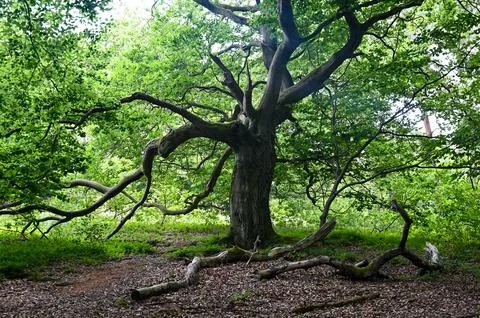 Old gnarled tree Stock Photos