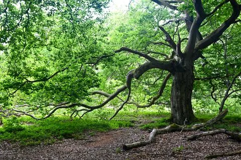 Old gnarled tree Stock Photos