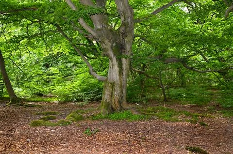 Old gnarled tree Stock Photos