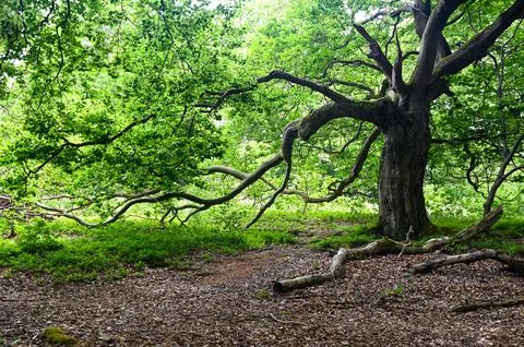 Old gnarled tree Stock Photos