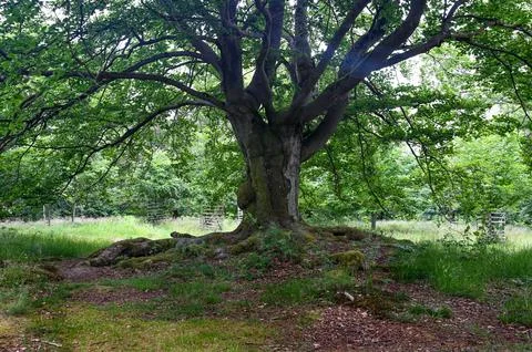 Old gnarled tree Stock Photos