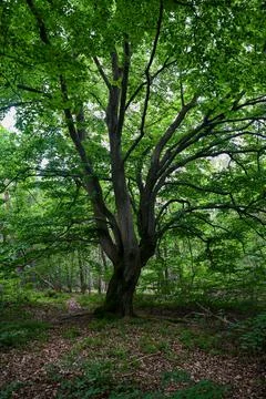 An old gnarled tree Foto stock