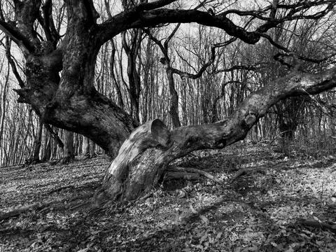 Old gnarled tree Stock Photos