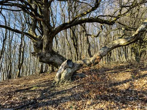 Old gnarled tree Stock Photos