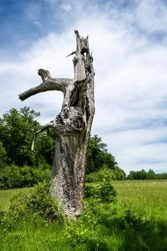 Old gnarled tree Stock Photos