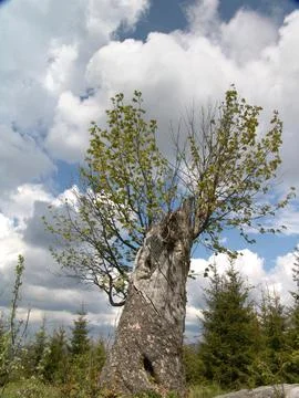 Old gnarled tree trunk with fresh green leaves sprouting against a cloudy blu Stock Photos