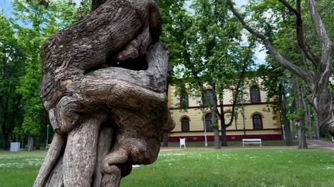 Old Gnarled Tree Trunk with Historic Building in Palic Park Видео 336178973