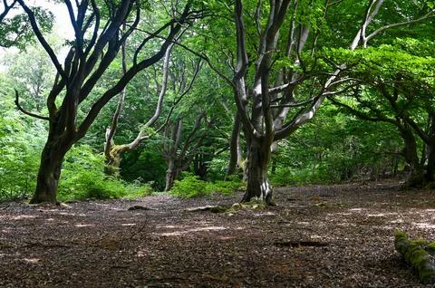 Old gnarled trees in the forest Stock Photos