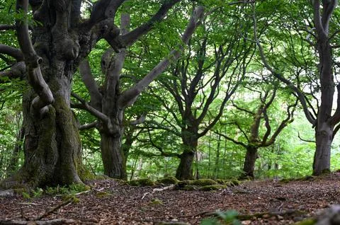Old gnarled trees in the forest Stock Photos