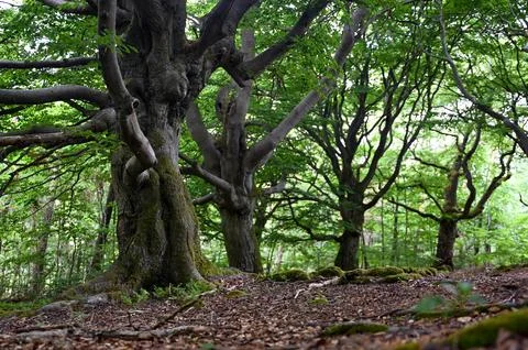 Old gnarled trees in the forest Stock Photos