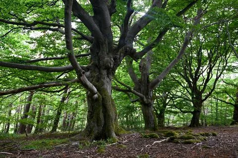 Old gnarled trees in the forest Stock Photos