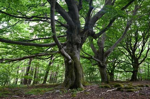 Old gnarled trees in the forest Stock Photos
