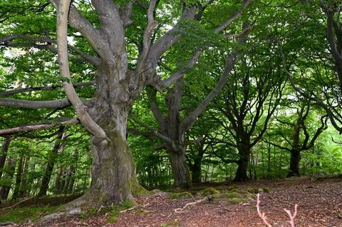 Old gnarled trees in the forest Stock Photos