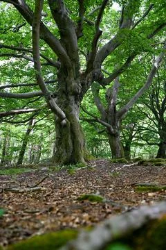 Old gnarled trees in the forest Stock Photos