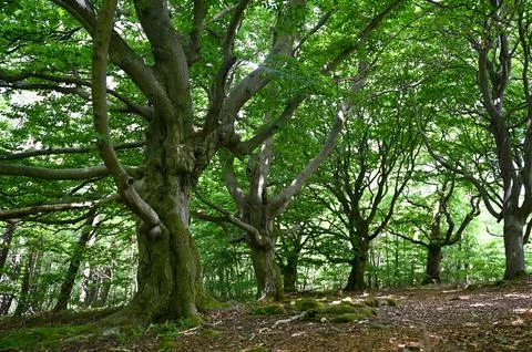 Old gnarled trees in the forest Stock Photos