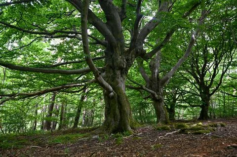 Old gnarled trees in the forest Stock Photos