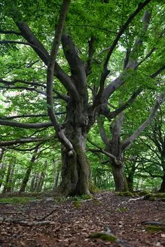 Old gnarled trees in the forest Stock Photos