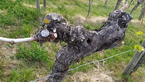 Old gnarled vine in a vinayard Stock Footage 129513011