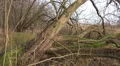 Old gnarly mossy tree in moor in cold season pan HD Footage