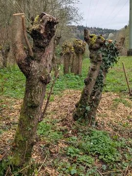 Old Gnarly Mossy Tree Trunks in a Green Spring Meadow Vertical Photography 库存照片