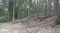 Old gnarly Pine Trees with roots pan HD Footage