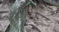 Old gnarly Pine Trees roots tilt over the ground HD Footage
