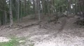 Old gnarly Pine Trees on sandy hills pan HD Footage