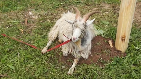 The old goat lies on the grass Stock Footage 78527357