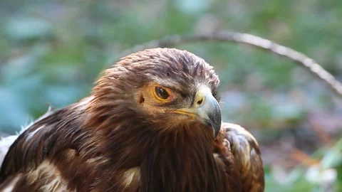 An old Golden Eagle Stock Footage 88451105