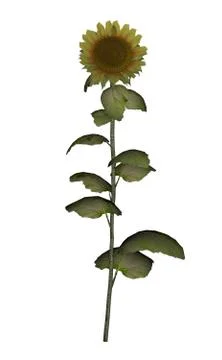 Old golden sunflower - 3D render Stock Illustration
