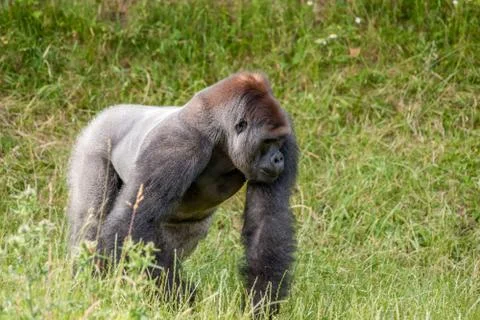 Old gorilla on a grass field Stock Photos