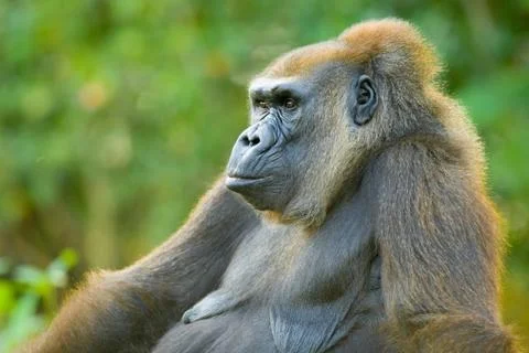 Old gorilla Stock Photos