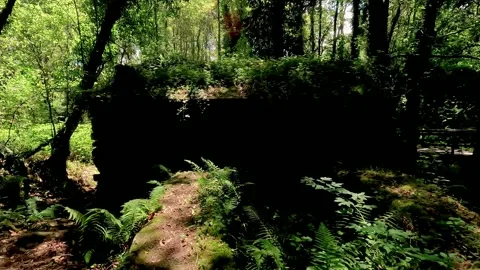Old grain mill built in abandoned stone, covered with vegetation among the Stock Footage 252184439