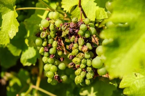 Old grape bunch hanging from vine Stock Photos