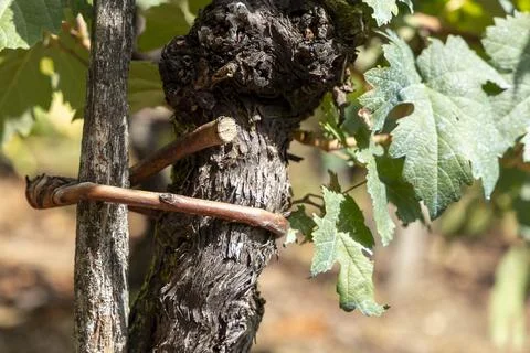 Old grape vine trunk growing in Ribeira Sacra vineyard Stock Photos