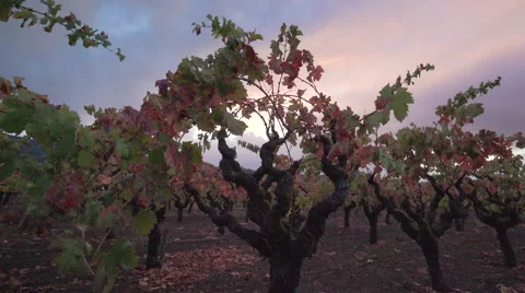 Old grape vines at sunset 스톡 동영상 56664897