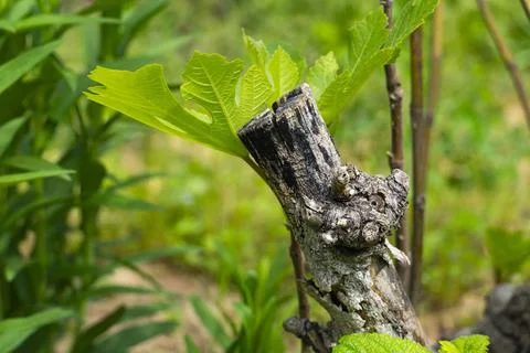 Old Grapevine Trunk with Twisted Bark Texture Foto stock