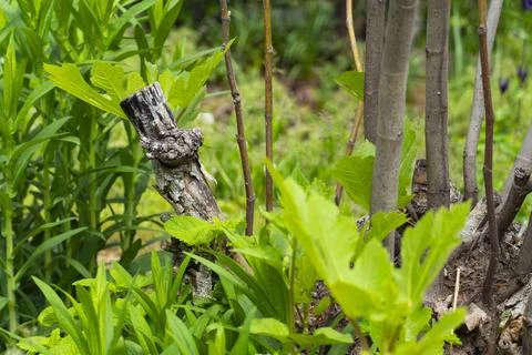 Old Grapevine Trunk with Twisted Bark Texture 스톡 사진