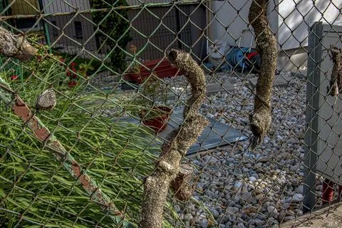 Old grapevine trunks integrated into a garden fence as a landscape design e.. Stock Photos