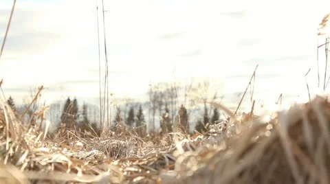 Old grass and reed in windy sunset Stock Footage 10883016